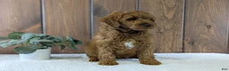 Cavapoo dogs for sale: Zack  - Ad 5