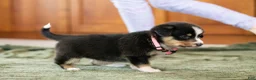 Mixed Breed dogs for sale: Star - Ad 3
