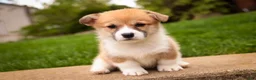 Welsh Corgi Pembroke dogs for sale: Zylee - Ad 4