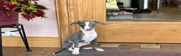 Italian Greyhound dogs for sale: Italian Greyhound 3 blue girl  - Ad 4