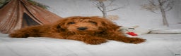 Mini Goldendoodle dogs for sale: Sammie - Ad 12