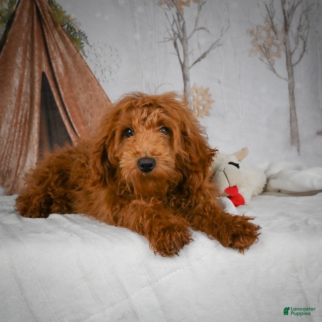 Mini Goldendoodle dogs for sale: Sammie - Ad 12