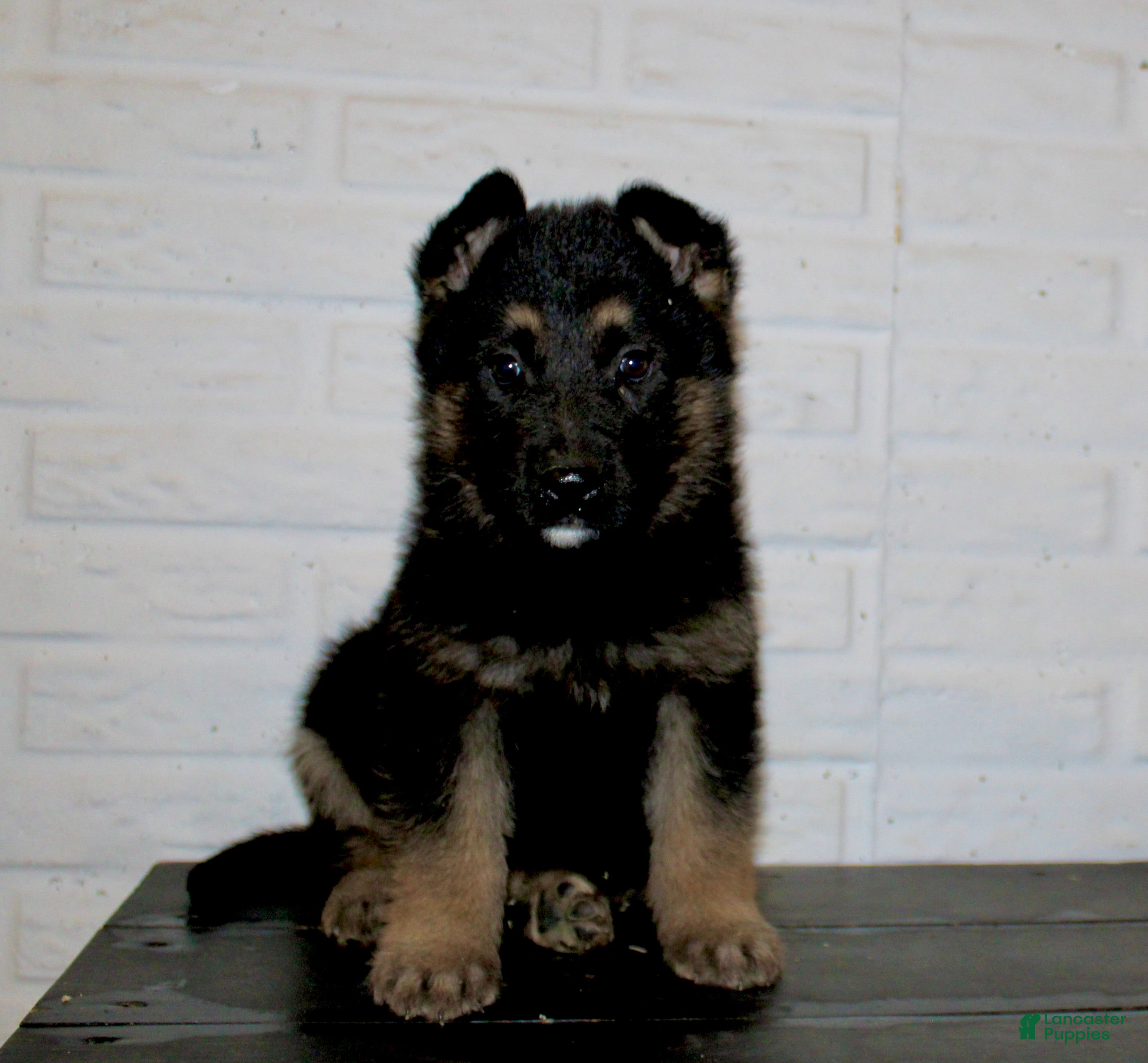 German Shepherd dogs Macy  - Ad 2