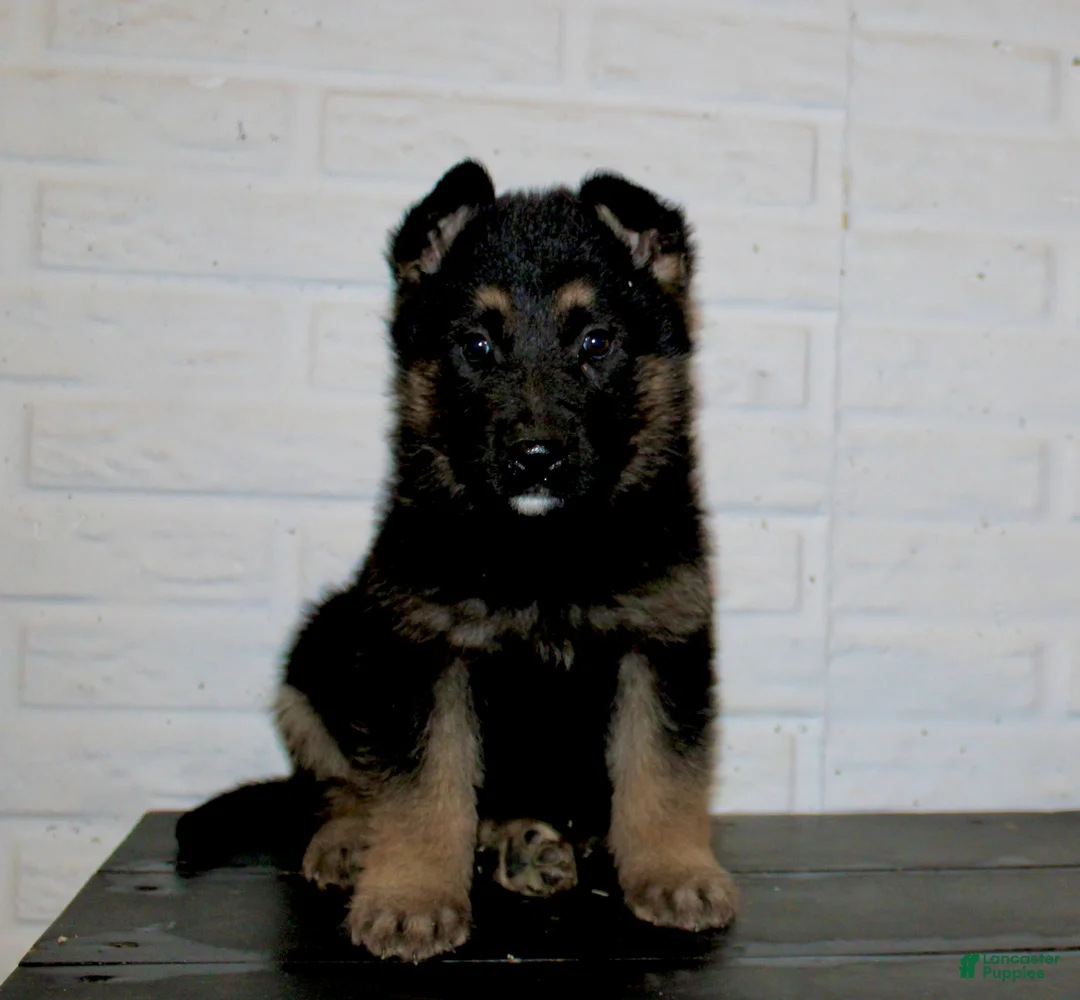 German Shepherd dogs for sale: Macy  - Ad 2