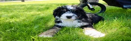 Mini Bernedoodle dogs for sale: Parker - Ad 5