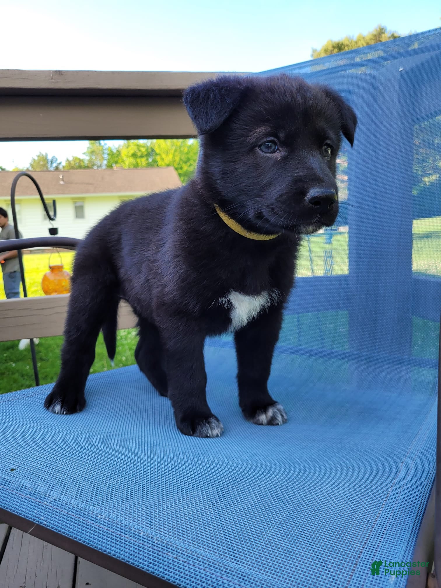 Mixed Breed dogs Luna - Ad 2