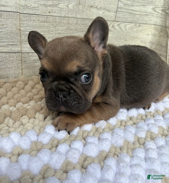 French Bulldog dogs Stella - Ad 2