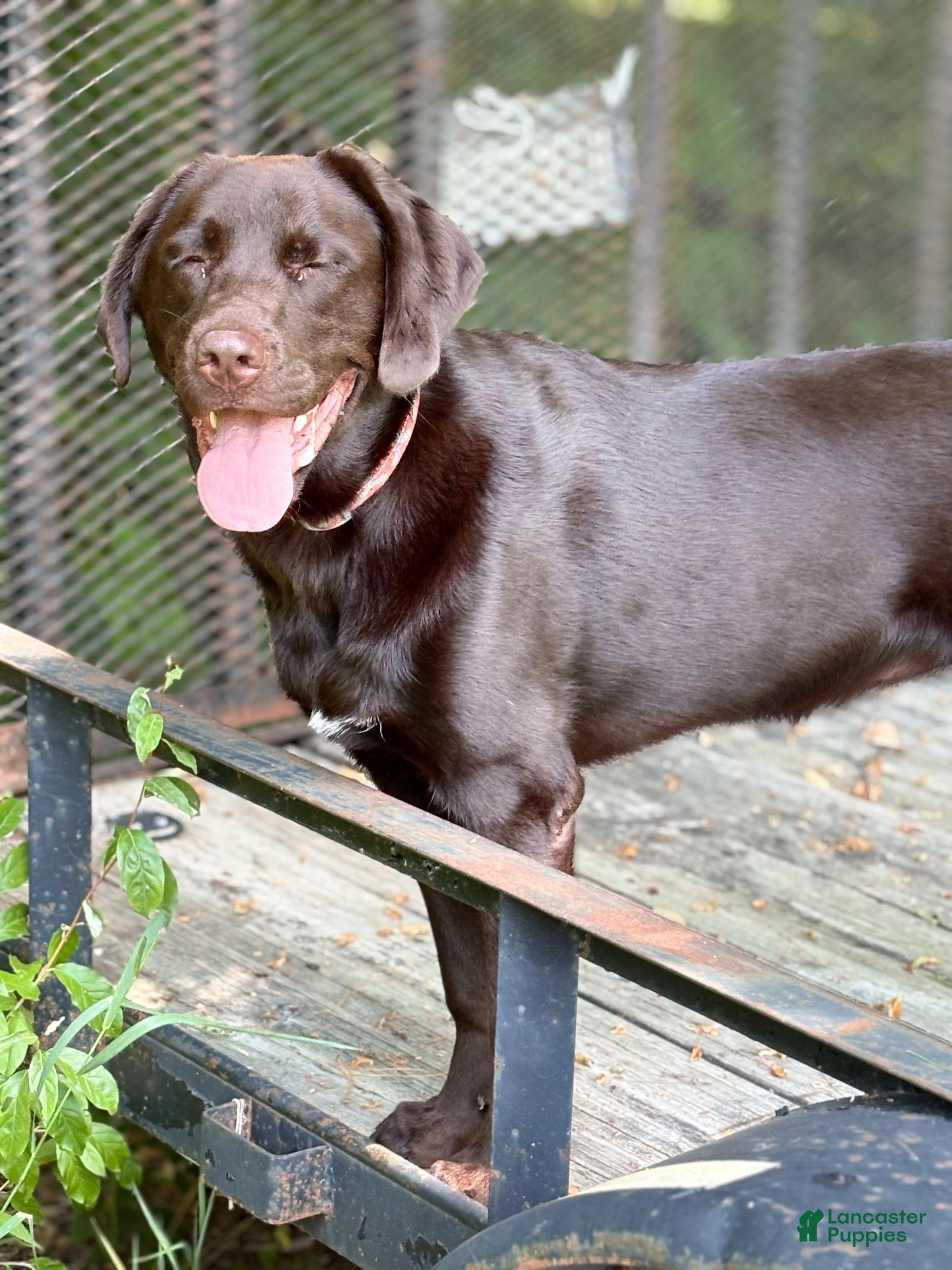 Mixed Breed dogs for sale: Nellie - Ad 7