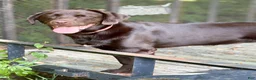 Mixed Breed dogs for sale: Nellie - Ad 1