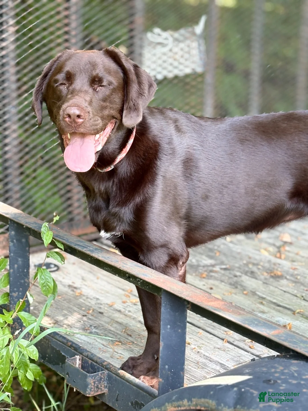 Mixed Breed dogs for sale: Nellie - Ad 1