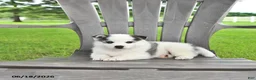 Pomsky dogs for sale: Asher - Ad 3
