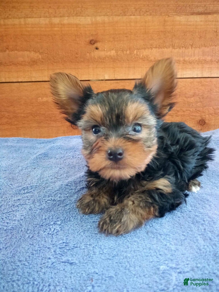 Yorkshire Terrier dogs Reese - Ad 2