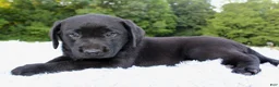Labrador Retriever dogs for sale: Whinchester - Ad 5