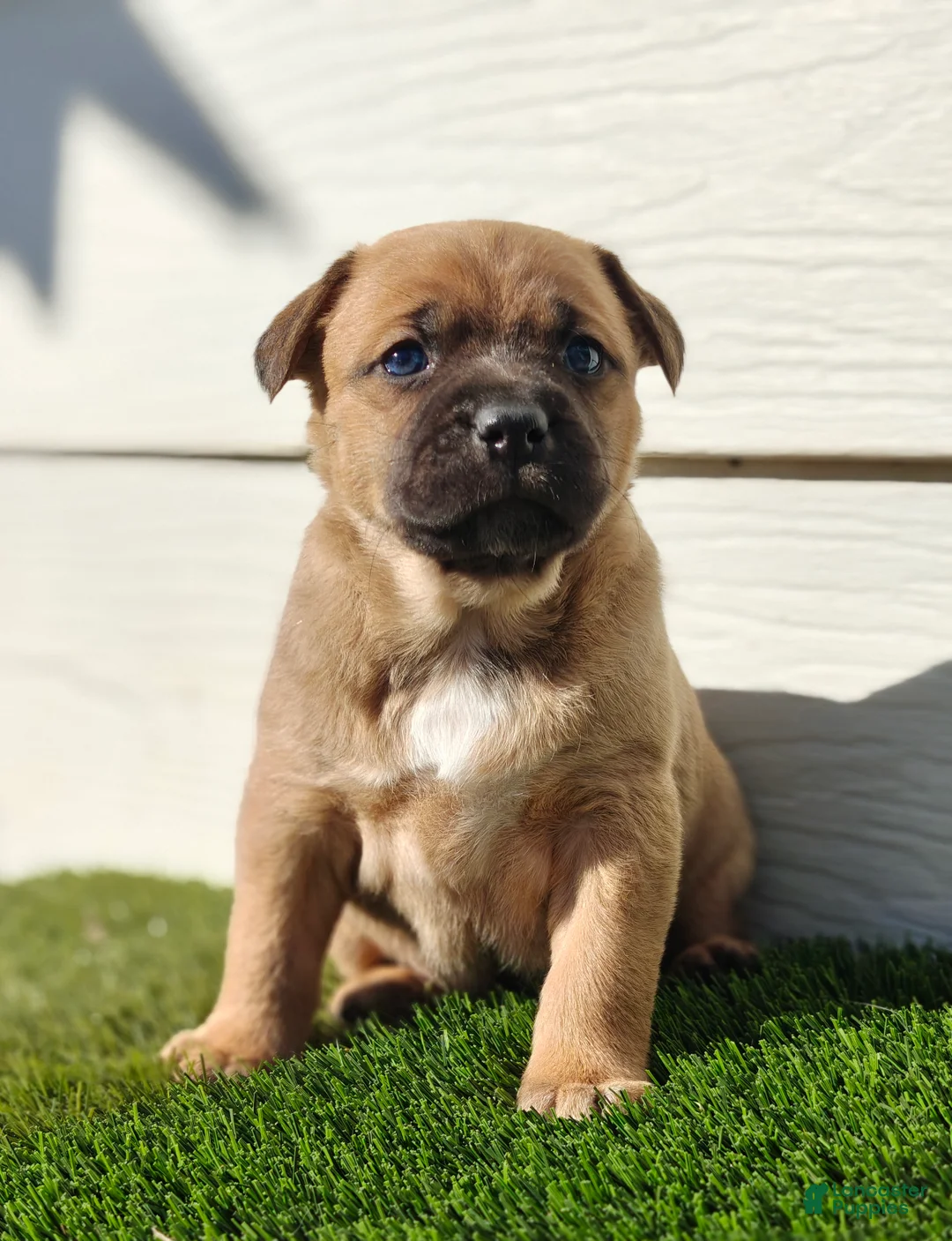 Mixed Breed dogs for sale: Freya - Ad 1