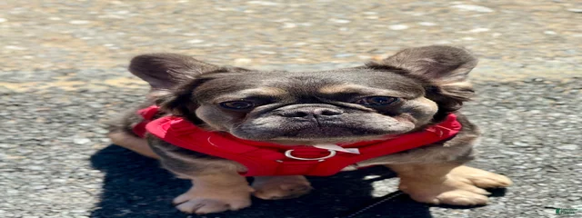 Yogi