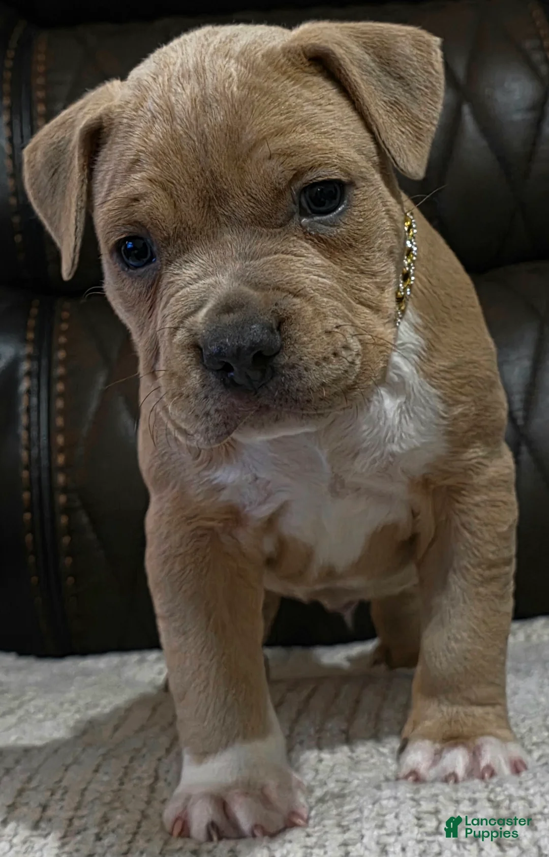 American Pit Bull Terrier dogs for sale: Drakon - Ad 3