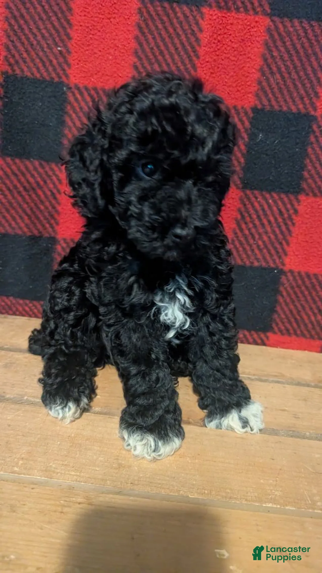 Toy Poodle dogs for sale: Girl 1 - Ad 2