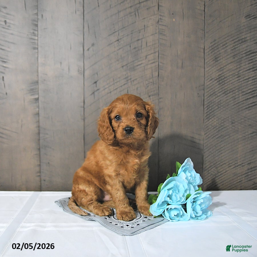 Cavapoo dogs Felix - Ad 20