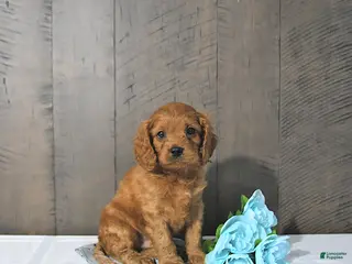 Cavapoo dogs Felix - Ad 19