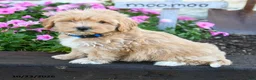 Maltipoo dogs for sale: Peter - Ad 3