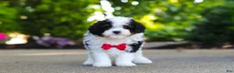 Cavapoo dogs for sale: Leo - Ad 5