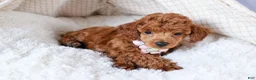Toy Poodle dogs for sale: Tansy  - Ad 20