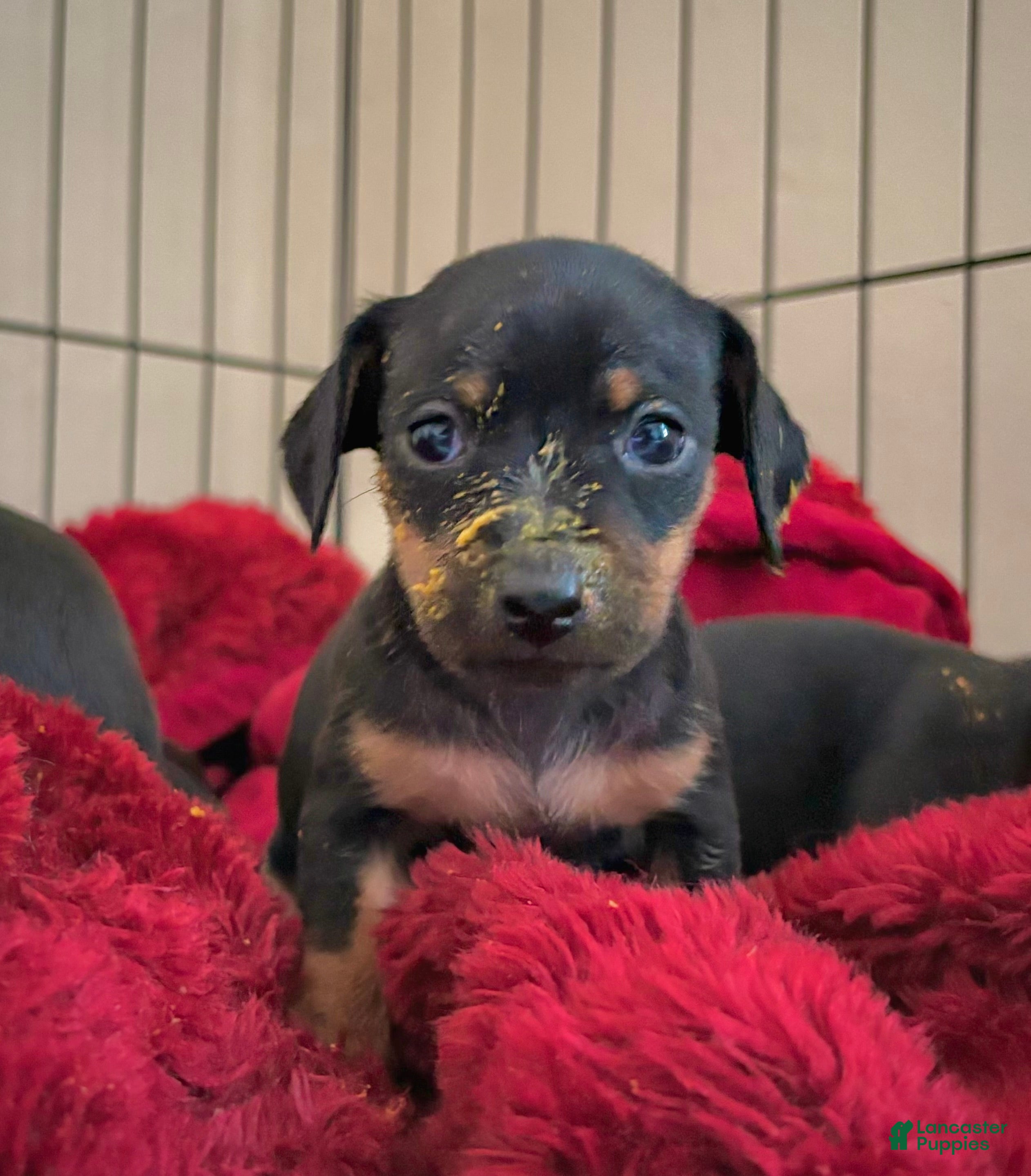 Mixed Breed dogs Pocket Pet 1 - Ad 12