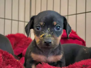 Mixed Breed dogs Pocket Pet 1 - Ad 12