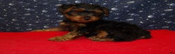 Yorkshire Terrier dogs for sale: Jacob - Ad 3
