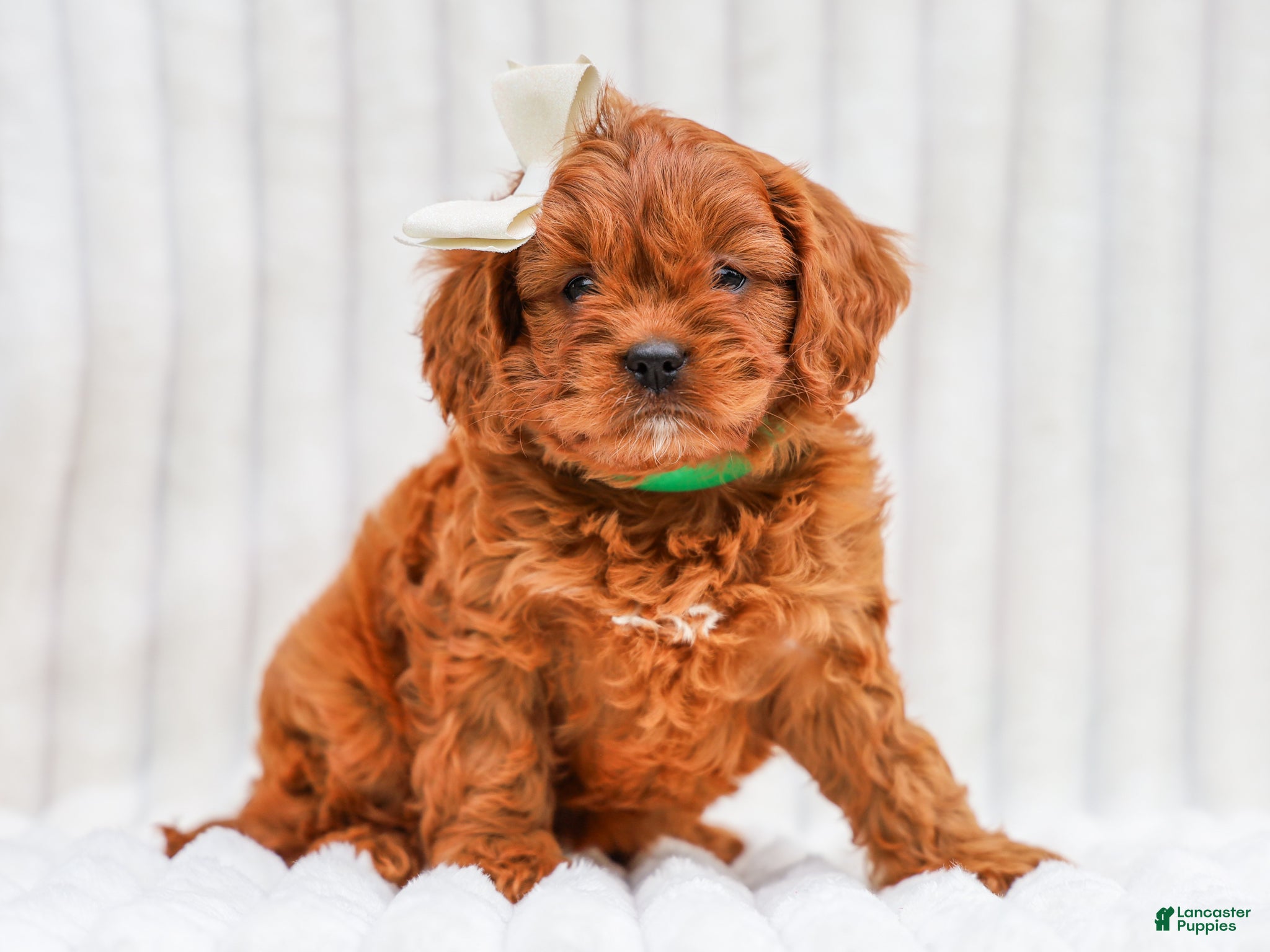 Cavapoo dogs Reba Cavapoo 3 - Ad 2