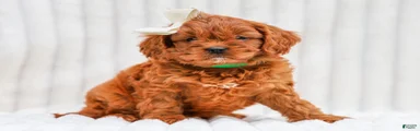 Reba Cavapoo Pup