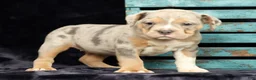 Beabull dogs for sale: Callie - Ad 7