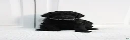 Standard Poodle dogs for stud: Shimba - Ad 3