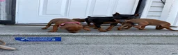 Miniature Pinscher dogs for sale: Miniature Pinscher 3 - Ad 4