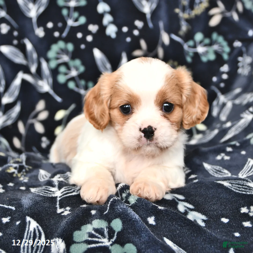 Mixed Breed dogs for sale: Beauty - Ad 3