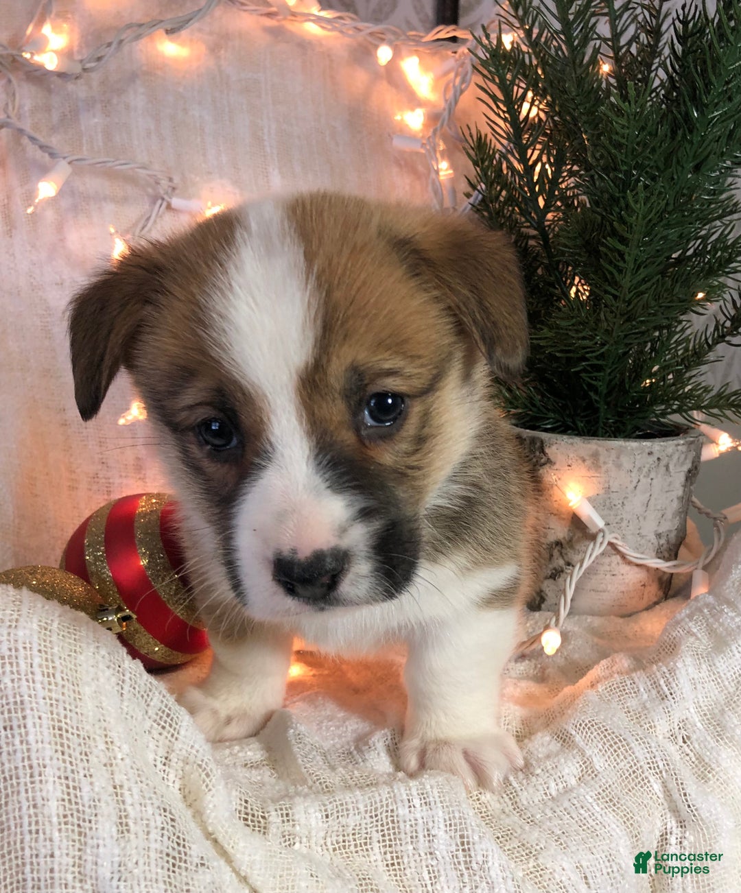 Welsh Corgi Pembroke dogs for sale: Sammy - Ad 1