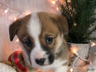 Welsh Corgi Pembroke dogs Sammy - Ad 13