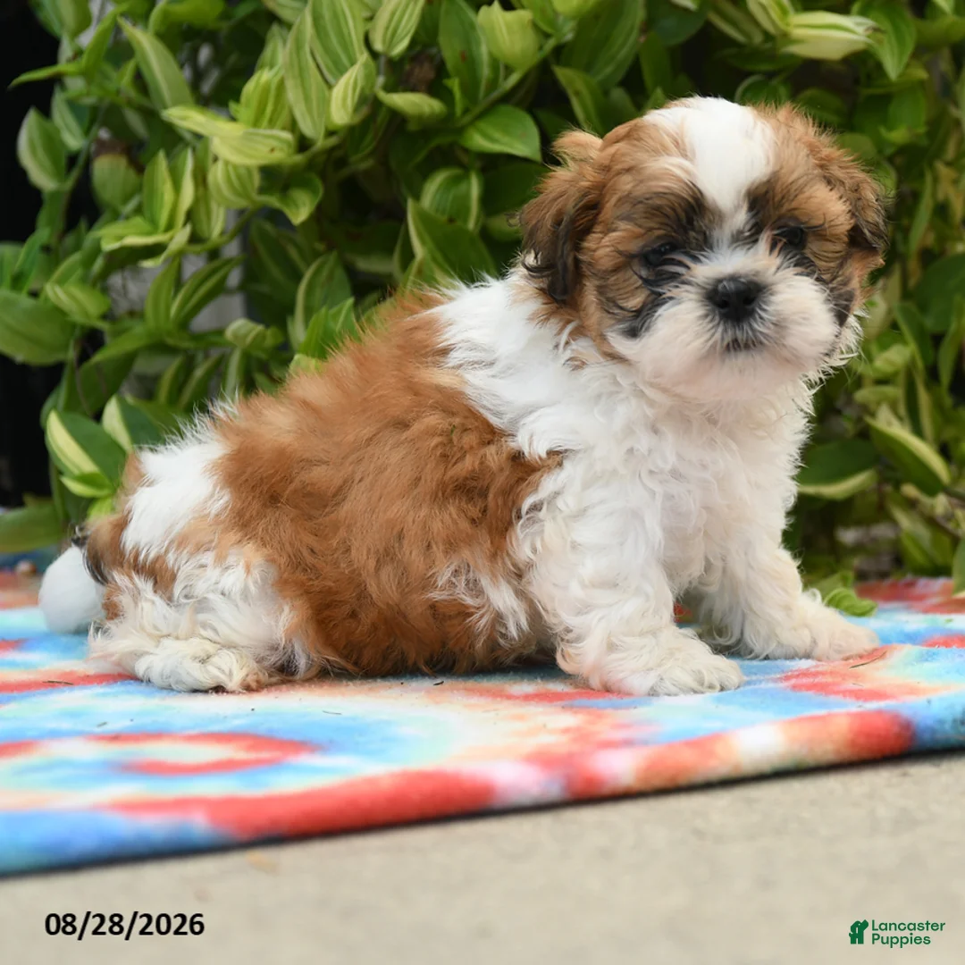 Shih Tzu dogs for sale: Archie - Ad 2