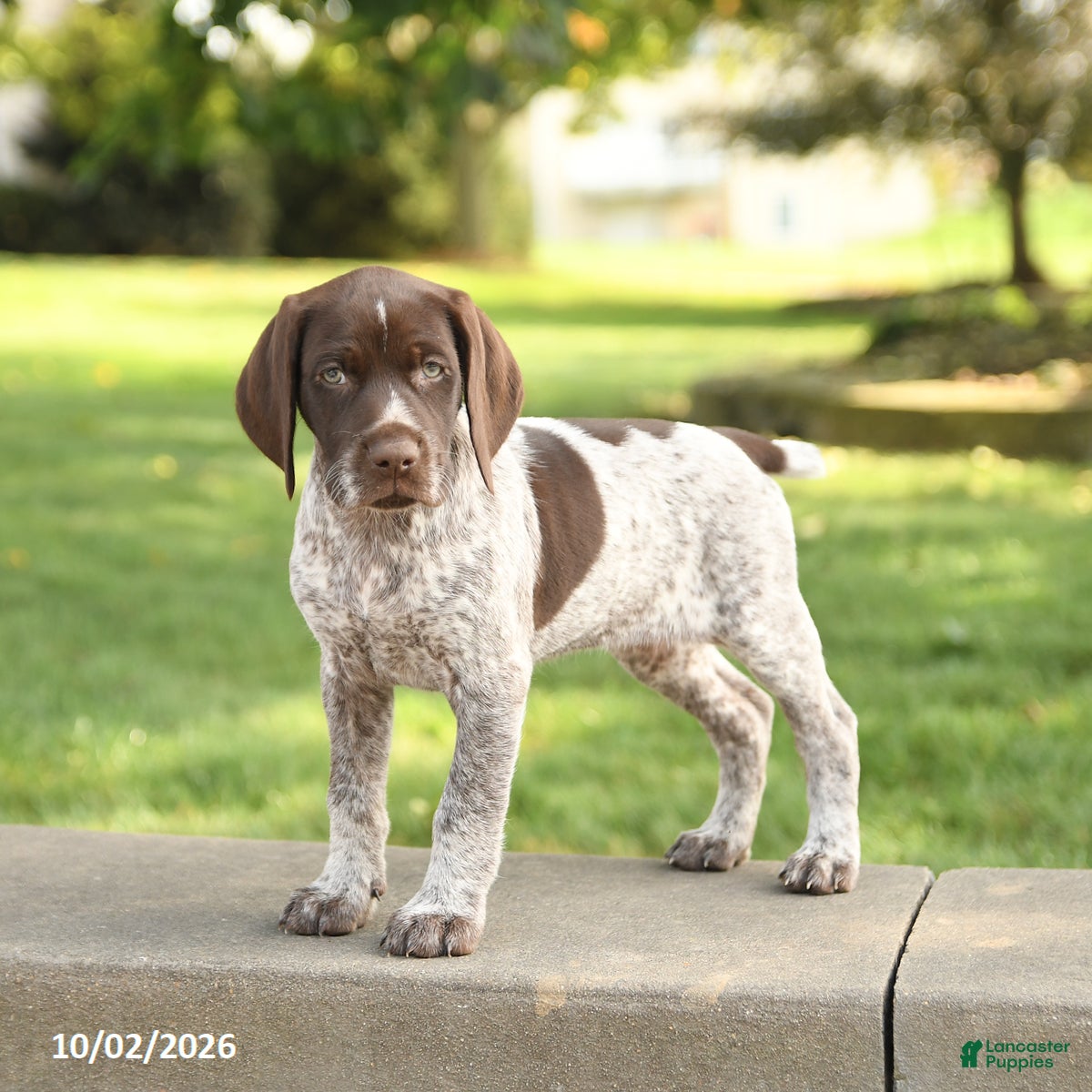 German Shorthaired Pointer dogs Sugar - Ad 1