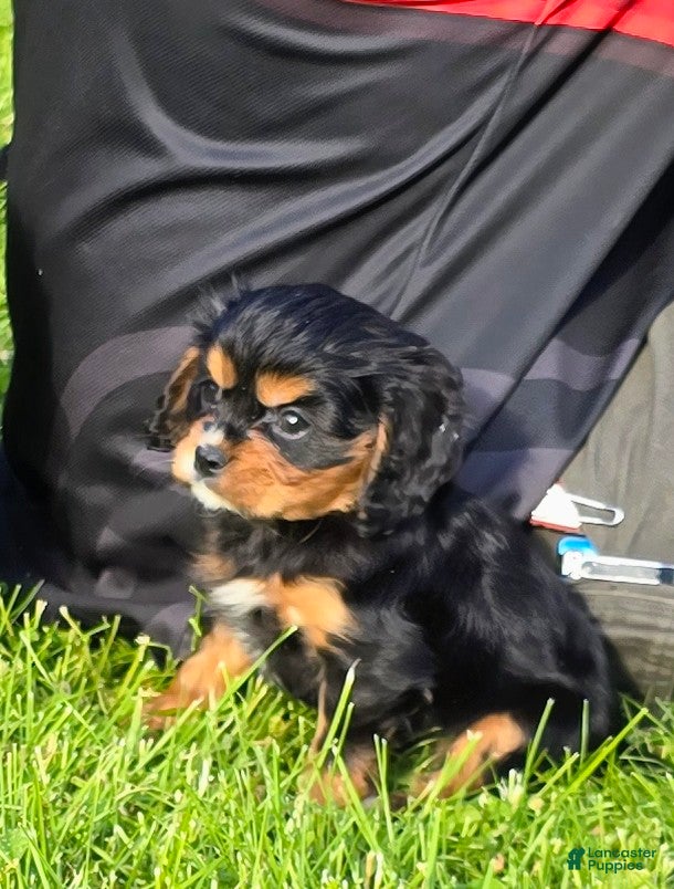 Cavalier King Charles Spaniel dogs Merci - Ad 1
