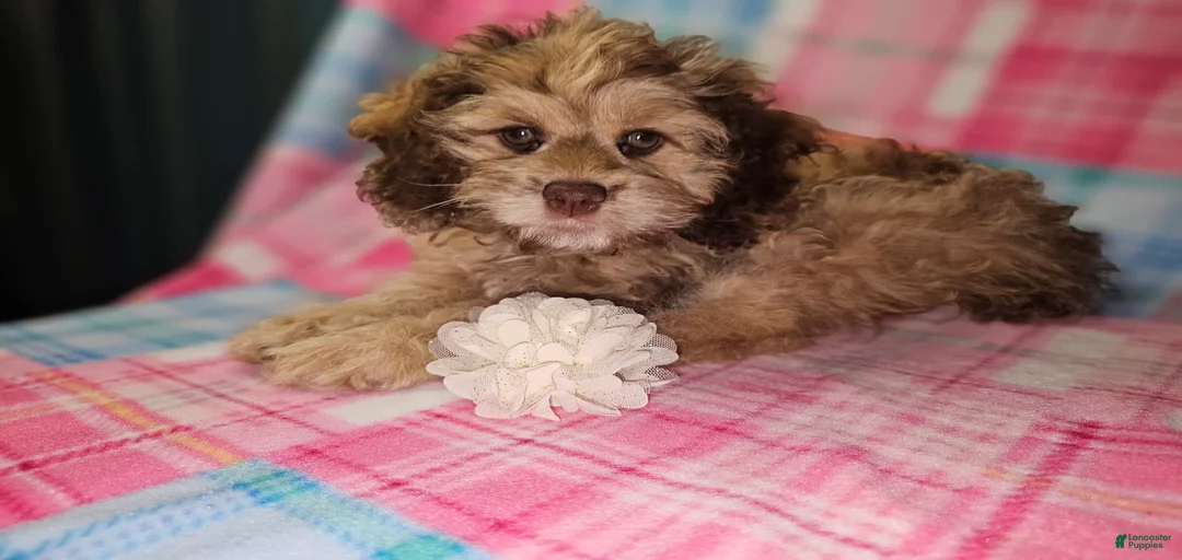 Gallery Image {{count}}