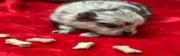 Pomeranian dogs for sale: Blue/Black Merle 4weeks  - Ad 6