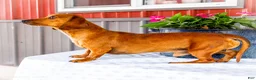 Miniature Dachshund dogs for sale: Charlotte - Ad 10