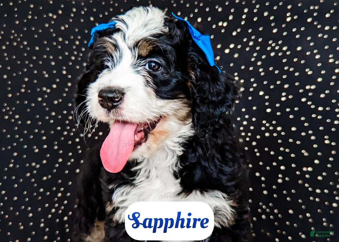 Bernedoodle dogs for sale: Sapphire - Ad 5