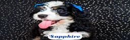 Bernedoodle dogs for sale: Sapphire - Ad 5