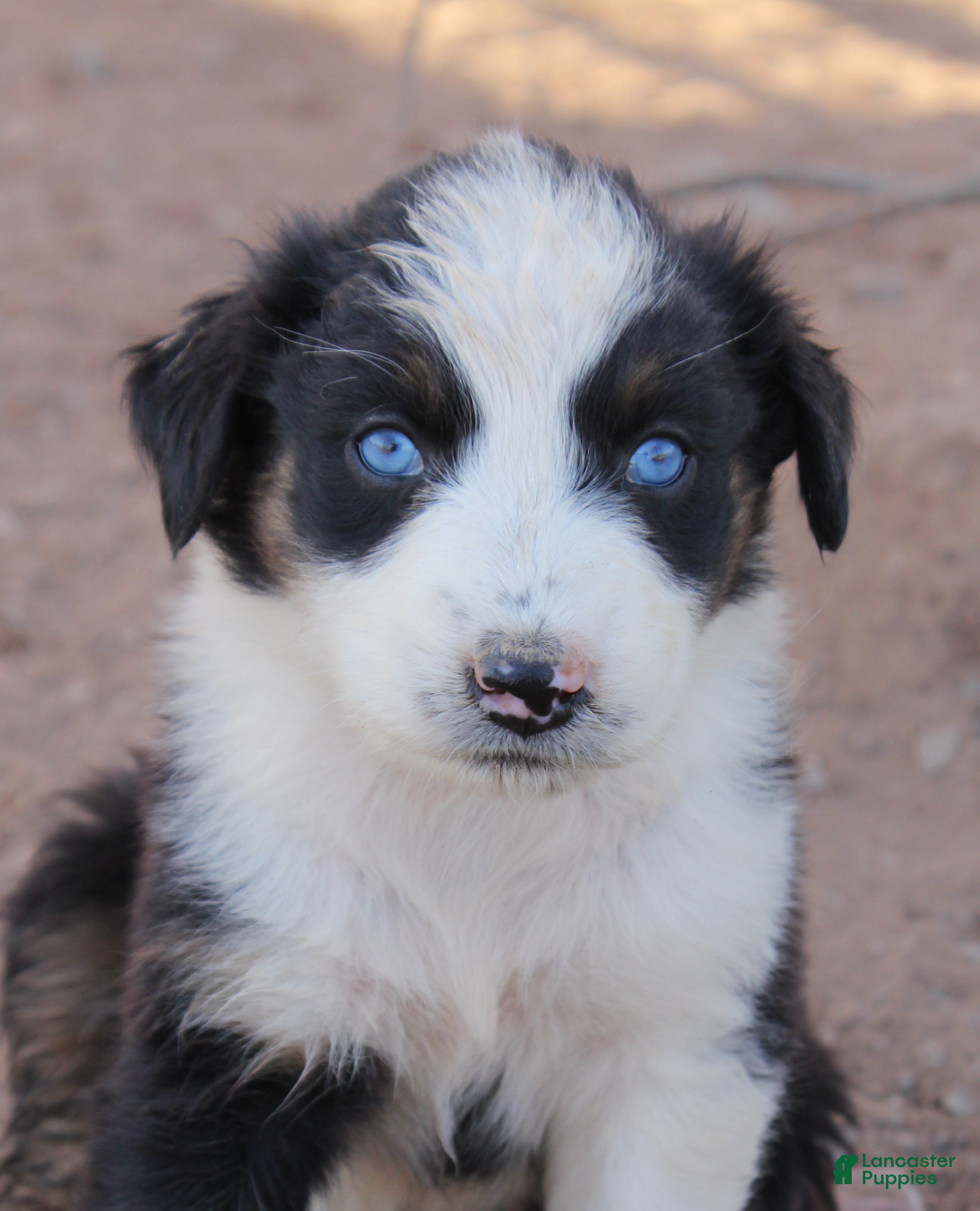 Australian Shepherd dogs Black tri female with blue eyes - Ad 2