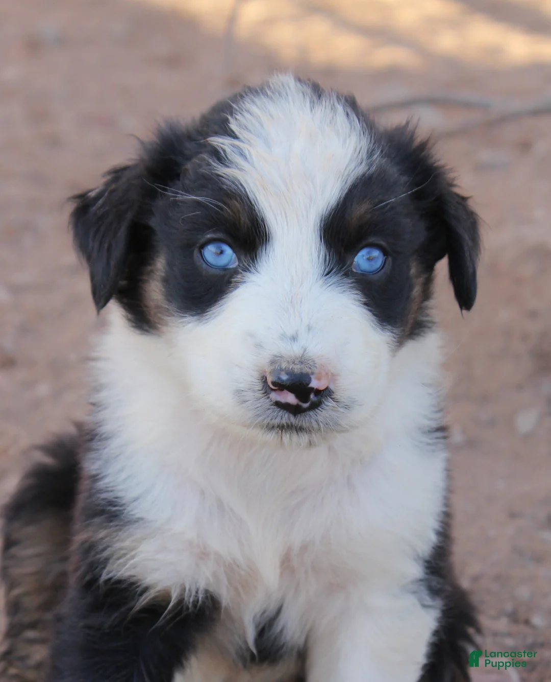 Australian Shepherd dogs for sale: Black tri female with blue eyes - Ad 2