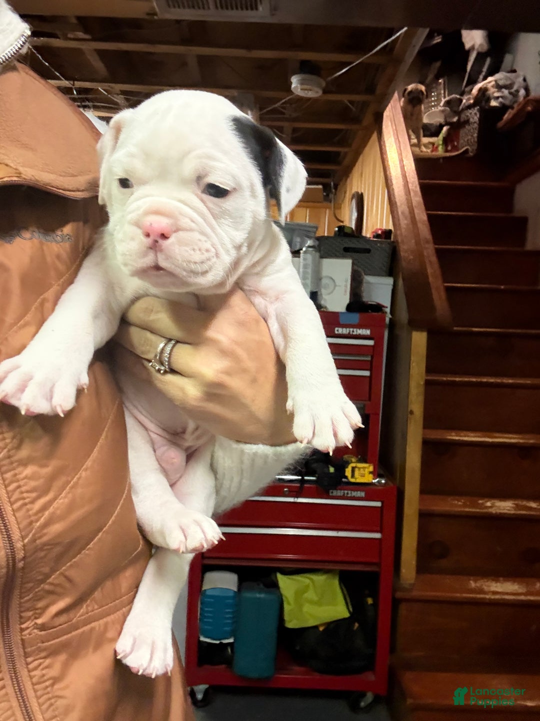 Olde English Bulldogge dogs for sale: Olde English Bulldogge Puppy 2 - Ad 1