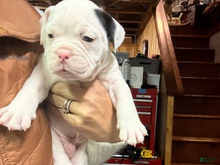 Olde English Bulldogge dogs Olde English Bulldogge Puppy 2 - Ad 36