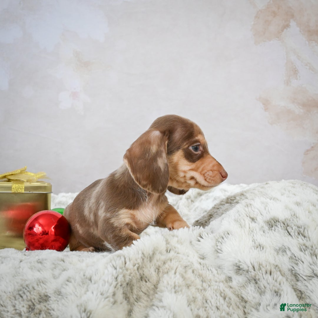 Miniature Dachshund dogs for sale: Eloise - Ad 11
